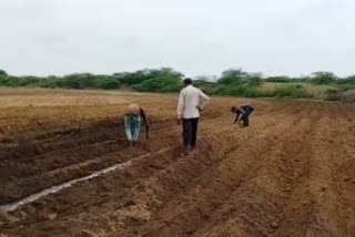 આત્મનિર્ભર-સ્વાવલંબિત કચ્છઃ રાપરમાં મનરેગા યોજના હેઠળ છ ગામોમાં 30 એકરમાં ઘાસચારાનું વાવેતર