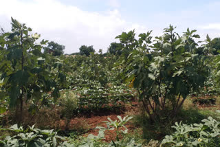 ತೋಟಗಾರಿಕಾ ಇಲಾಖೆ ಹೊಸ ಐಡಿಯಾ