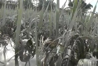 underwater rice seeding at Jania