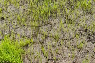 subsidy paddy seeds supplied did not germinate in Visakhapatnam district