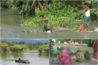 Assam floods  Death toll reaches 105  105 people die in Assam floods  Assam State Disaster Management Authority  Kaziranga National Park  അസം വെള്ളപ്പൊക്കം  അസം വാർത്തകൾ