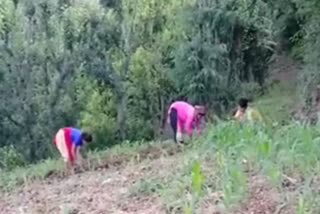 good crop yield in Paonta Sahib