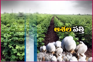 Cotton cultivation in full swing in the state .. Farmers cultivated beyond the target