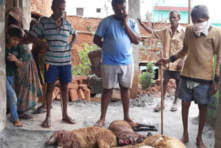 Street dogs attack on sheep: 10 sheep killed, 15 injured