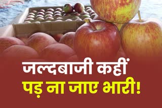 apple season in himachal pradesh.