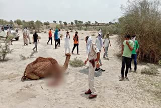 Camel leg cut with an ax