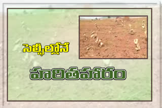 harithaharam plants were dried in asifabad due to negligence