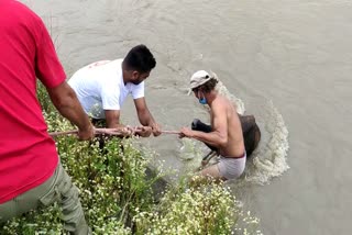 Destitute cow rescued from BSL canal  in sundernagar