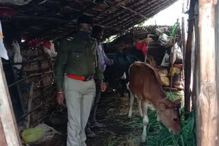 SP provides Fodder to cattle