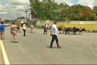 The police took street cattle to the Go shala