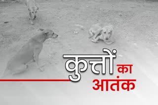 Stray dogs Terror