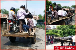 people traveling with help of bullock cart due rain in delhi