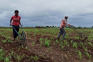 children help their parents with farm work during the lockdown in satara