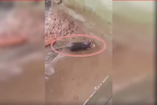 Mother rat saved its pups from Submerged rat web