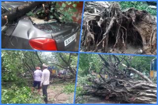 Two trees fell in Kalkaji area due to heavy rain