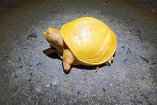 rare yellow turtle  rare yellow turtle rescued  Trionychidae turtle  Deuli dam  മഞ്ഞ ആമ  അത്യപൂർവ മഞ്ഞ ആമ  സുജൻപൂർ  ബാലസോർ  ട്രയോണിചിഡേ