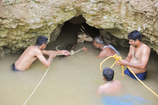 Forest official rescue deer accidently fallen on well