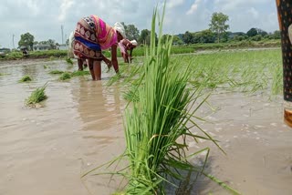 Transplantation of paddy