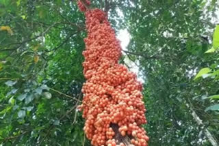 Unique wild tree blooms with Mootti pazham fruit  in Kerala