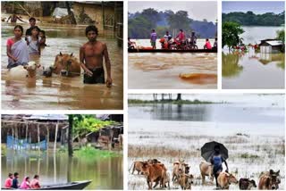 Assam flood