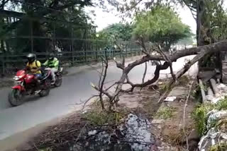 fallen tree causing accident risk at kakrola bridge of  dwarka Najafgarh road