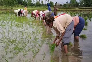 mansoon in bhandara