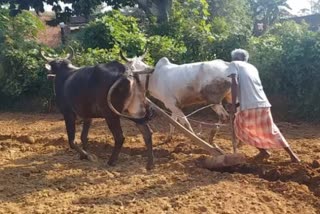 micro irrigation scheme in jharkhand