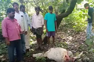 leopard in medak