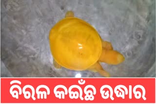 ହଳଦିଆ ରଙ୍ଗର ବିରଳ କଇଁଛ ଉଦ୍ଧାର