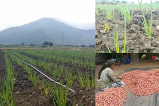 farmers upset due to lack of men for harvesting small onions