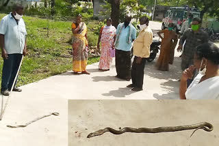 snake in koduru hospital