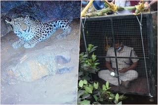 leopard-found-in-a-well-in-hdkote-taluk