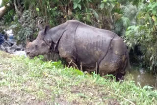 Kaziranga's one horn Rhino is gradually recovering