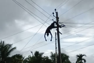 A contract worker dies in a power pole