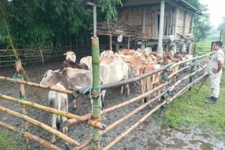 Around 127 cattle rescued in Demaji police