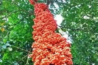 wild-tree-in-full-bloom-with-mootti-pazham