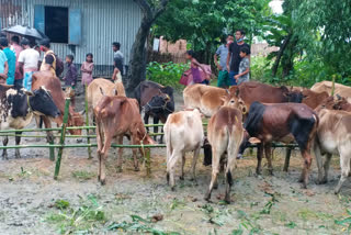 Continuing Cow smuggling at the Dhubri border