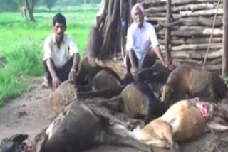 Wolf Attack On Sheeps In Siddipet District