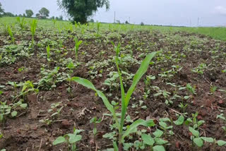 corn crop spoiled