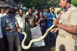 திருப்பத்தூர் மாவட்டச் செய்திகள்  ஆம்பூர் செய்திகள்  ஆம்பூர் கதவாளம்  கதவாளம் மலைப்பாம்பு  Kadavalam  Kadavalam python  aambur Kadavalam  thiruppatur lattest news