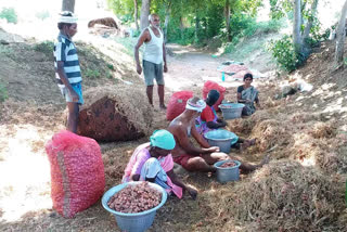 பெரம்பலூர் சின்ன வெங்காயம்  பெரம்பலூர் செய்திகள்  perambalur district news  perambalur onion theft  சின்ன வெங்காயத் திருட்டு  விதை வெங்காயம்  perambakur onion news  perambakur onion theft