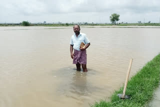 Paddy sapling washed away in rain