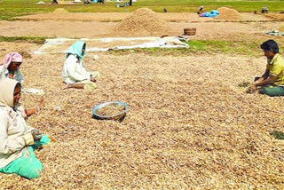 Groundnut seeds processing unit in ag college at bapatla college