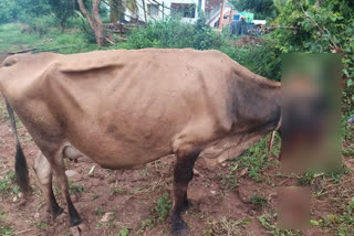 Cows succumbs to injuries from accidentally consuming explosive material