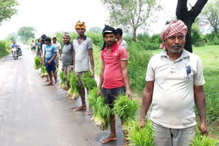 planting of paddy started after rain in Bhiwani