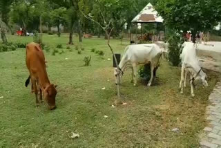rewari rao tularam park in poor condition