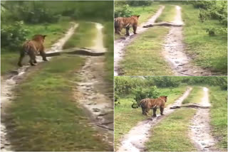 Huge Python and tiger