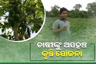 State directorate of horticulture, bhubaneswar latest news, state agriculture department, farmers problem in state, new farming rule, ରାଜ୍ୟ ଉଦ୍ୟାନ କୃଷି ନିର୍ଦ୍ଦେଶାଳୟ, ଭୁବନେଶ୍ବର ଲାଟେଷ୍ଟ ନ୍ୟୁଜ୍‌, ରାଜ୍ୟ କୃଷି ବିଭାଗ, ରାଜ୍ୟରେ ଚାଷୀଙ୍କ ସମସ୍ୟା, ନୂଆ ଚାଷ ନୀତି