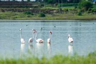 flamingos in maharashtra