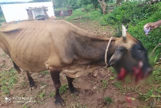 A Cow Consumed the food laced with Firecrackers: Died after the unbearable pain